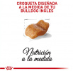 Bulldog Inglés Adult